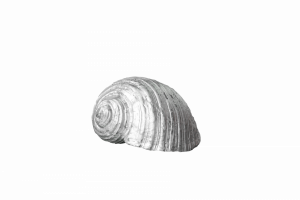 Фигурка Seashell №2 | Статуэтки и скульптуры