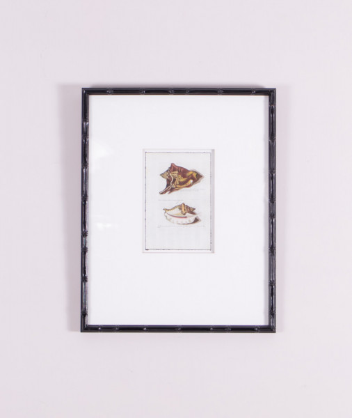 Настенный декор Seashell Three | Картины и настенный декор